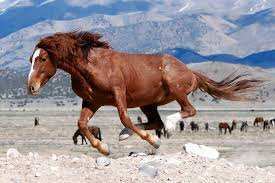 Домбыра дастан (8-бөлім)